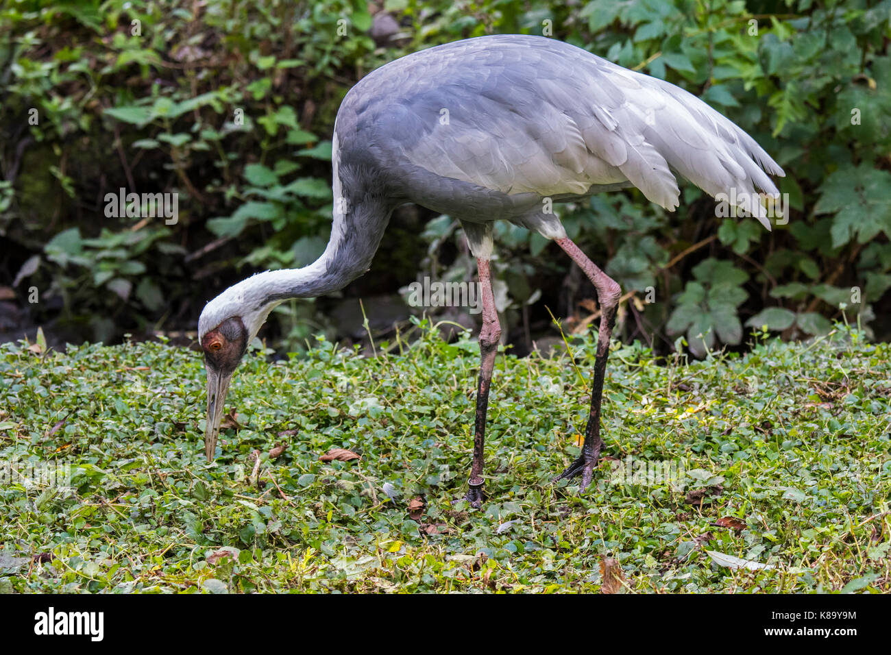 Weiß-naped Crane (Antigone vipio), die in der Mongolei, im Nordosten China und Russland Stockfoto