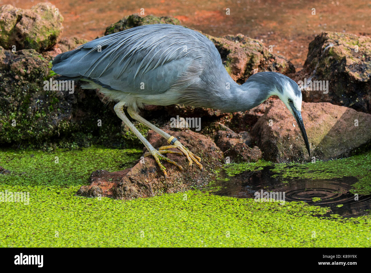 White-faced Heron/white-fronted Heron (Egretta novaehollandiae) Angeln im Teich, beheimatet in Neuseeland und Australien Stockfoto
