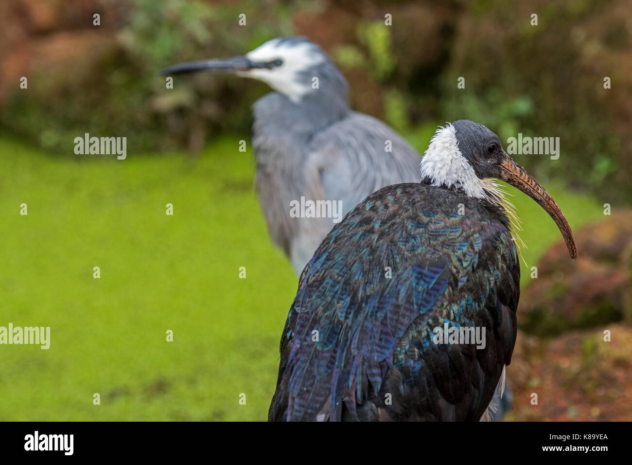 Stroh-necked Ibis (Threskiornis spinicollis) und white-faced Heron (Egretta novaehollandiae) in Australien Stockfoto