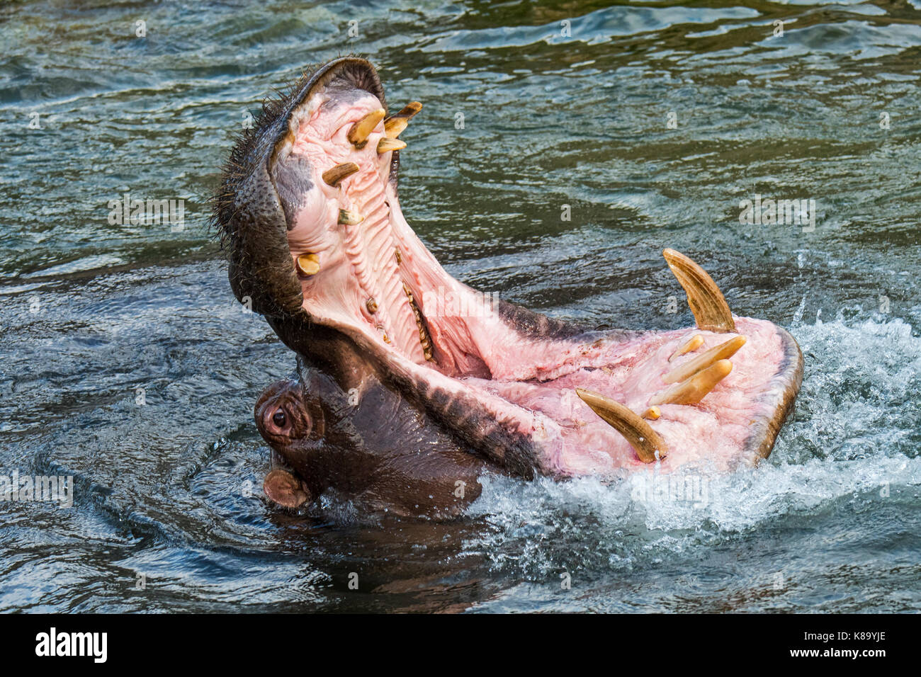 Gemeinsame Flusspferd/ hippo (Hippopotamus amphibius) im See Ansicht des riesigen Zähne und großen Eckzahn Hauer in weit geöffneter Mund Stockfoto