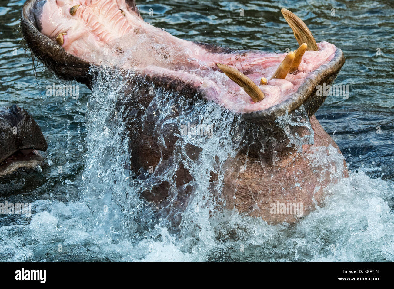 Gemeinsame Flusspferd/ hippo (Hippopotamus amphibius) im See Ansicht des riesigen Zähne und großen Eckzahn Hauer in weit geöffneter Mund Stockfoto
