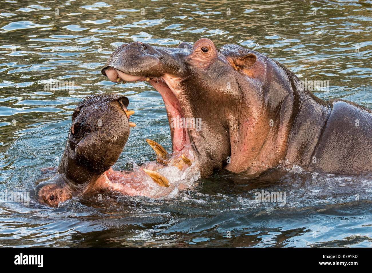 Bekämpfung von Flusspferden/Flusspferde (Hippopotamus amphibius) im See Ansicht des riesigen Zähne und großen Eckzahn Hauer in weit geöffneter Mund Stockfoto