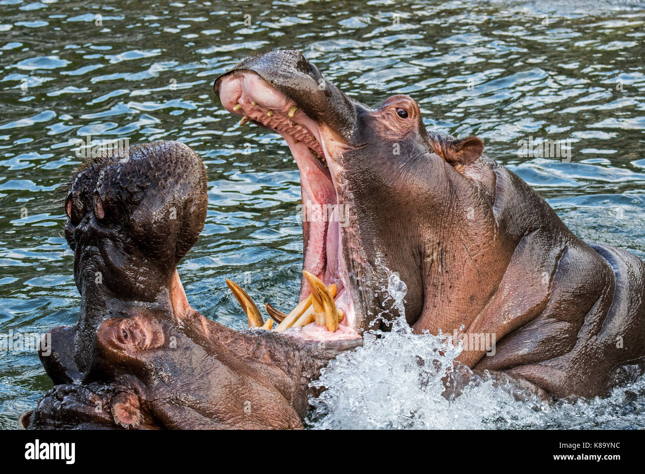 Bekämpfung von Flusspferden/Flusspferde (Hippopotamus amphibius) im See Ansicht des riesigen Zähne und großen Eckzahn Hauer in weit geöffneter Mund Stockfoto