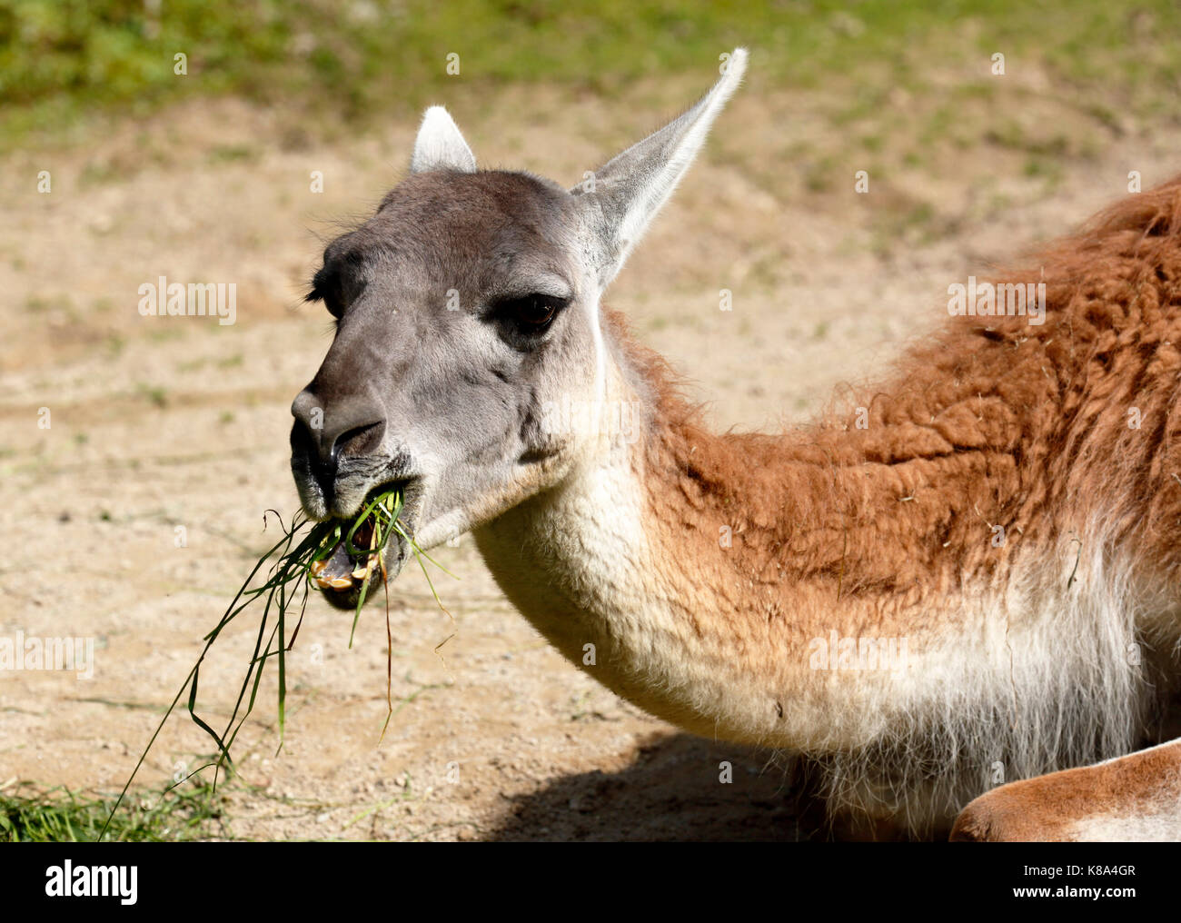 D-Dortmund, Ruhrgebiet, Westfalen, Nordrhein-Westfalen, NRW, D-Dortmund-Bruenninghausen, Zoologischer Garten Dortmund, Guanako Lama Guanicoe Stockfoto