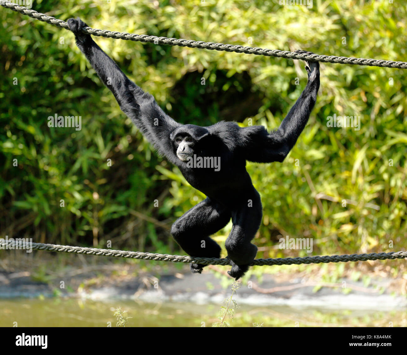 D-Dortmund, Ruhrgebiet, Westfalen, Nordrhein-Westfalen, NRW, D-Dortmund-Bruenninghausen, Zoologischer Garten Dortmund, Monkey, Gibbon, Siamang, Symphalangus syndactylus Stockfoto