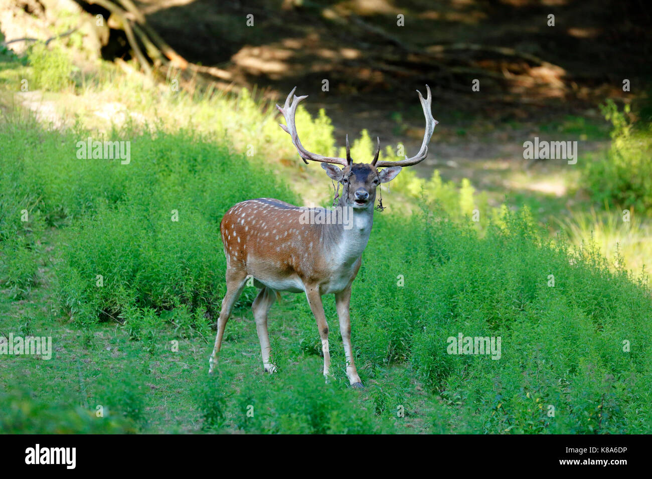 D-Dortmund, Ruhrgebiet, Westfalen, Nordrhein-Westfalen, NRW, D-Dortmund-Eving, Sueggel Sueggel Nature Reserve, Wald, Compound, Wildgehege, Damwild, männliche Buck, Hirsche Geweihe Stockfoto