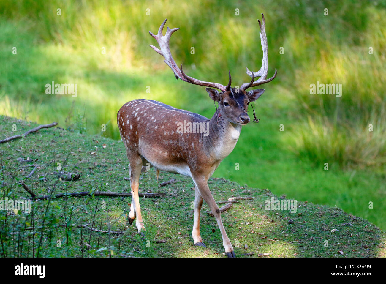 D-Dortmund, Ruhrgebiet, Westfalen, Nordrhein-Westfalen, NRW, D-Dortmund-Eving, Sueggel Sueggel Nature Reserve, Wald, Compound, Wildgehege, Damwild, männliche Buck, Hirsche Geweihe Stockfoto