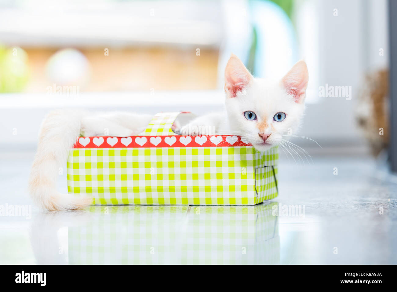 Cute Kitten in Holiday Box Stockfoto
