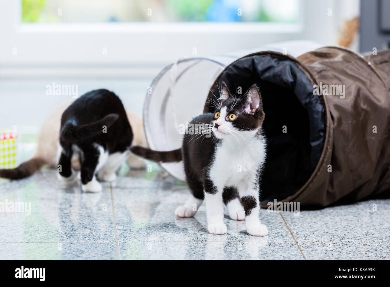 Süße Katzen mit dem Spielen der Tunnel auf dem Boden Stockfoto