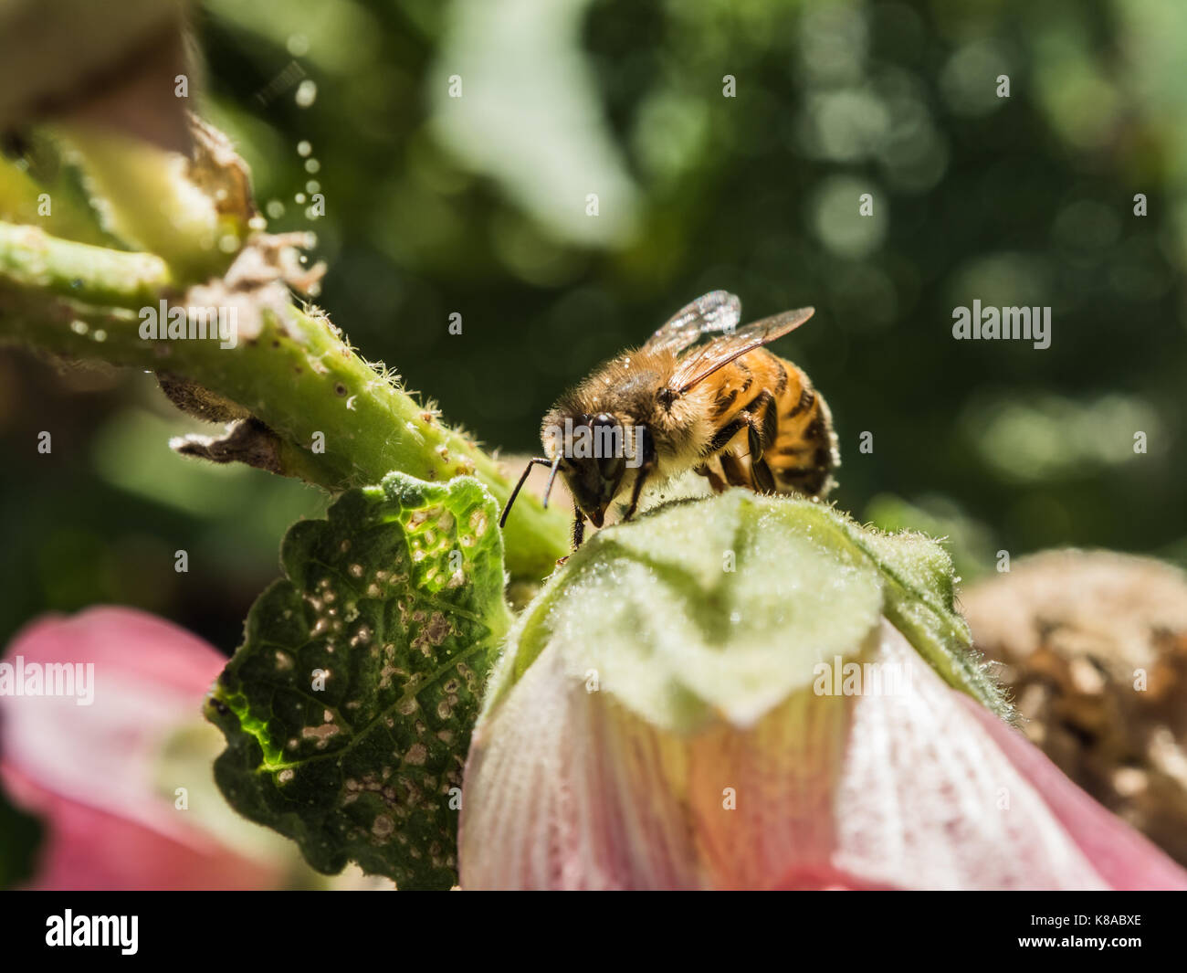 Die bestäubung. Niedlich Bild der westlichen Honigbiene. Biene bestäuben rosa Blume. Makro anzeigen. Close-up. Grüner Hintergrund. Stockfoto