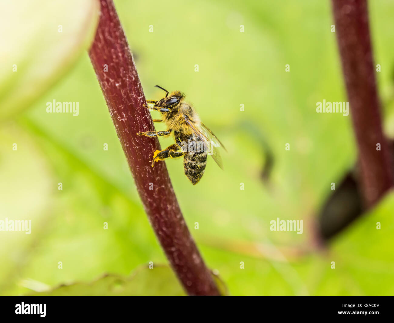 Die bestäubung. Honig Biene sitzt auf einer roten Blume sprig. Makro anzeigen. close-up Fotografie. grünen Hintergrund. Stockfoto