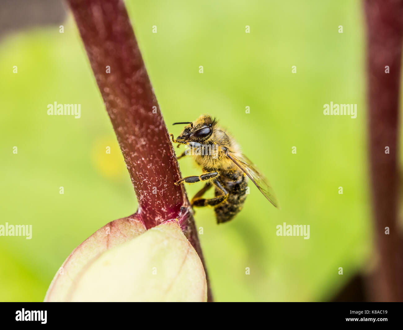 Die bestäubung. Honig Biene sitzt auf einer roten Blume sprig. Makro anzeigen. close-up Fotografie. grünen Hintergrund. Stockfoto