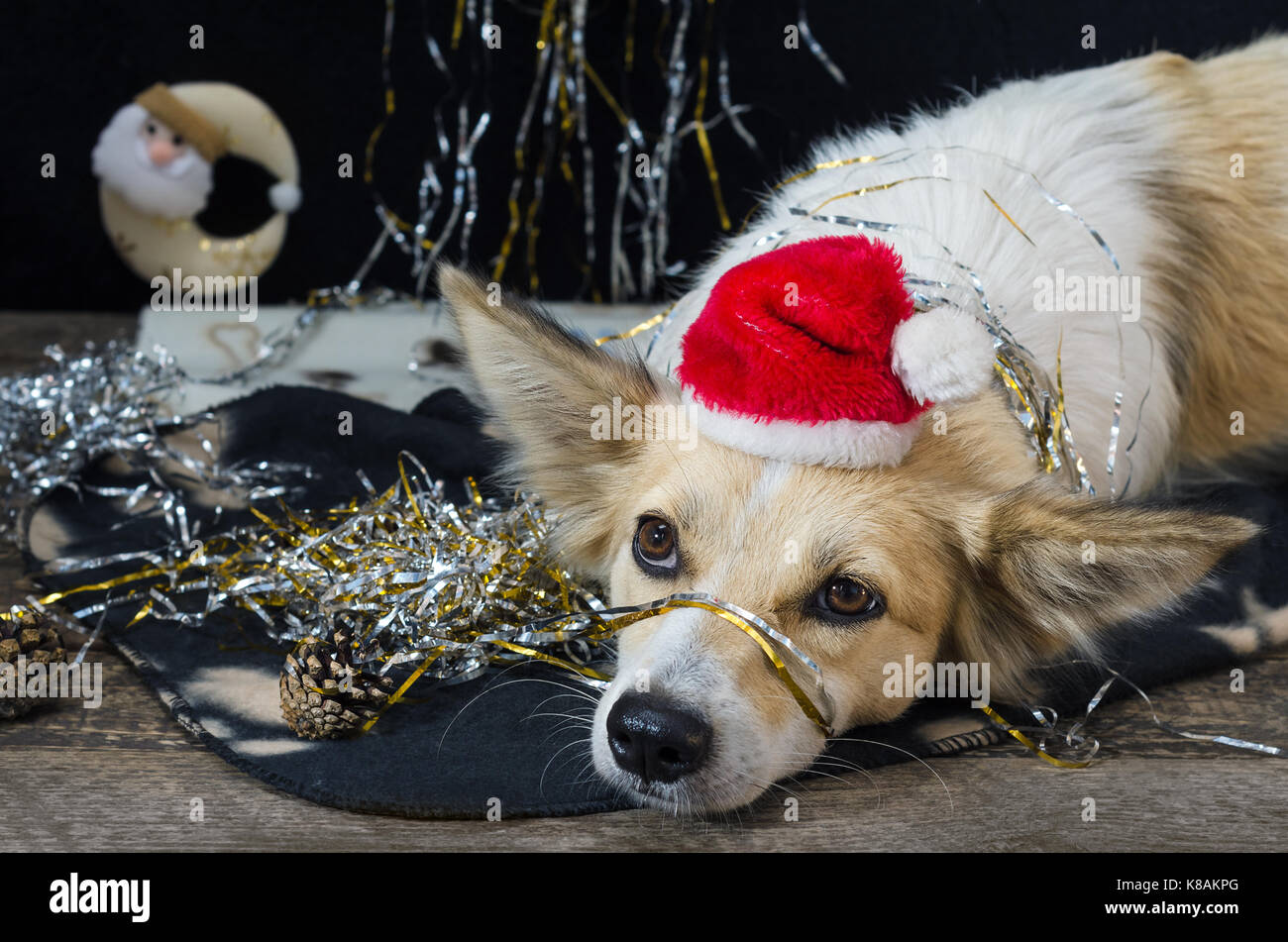 Lustig Hund an Silvester Stockfotografie - Alamy