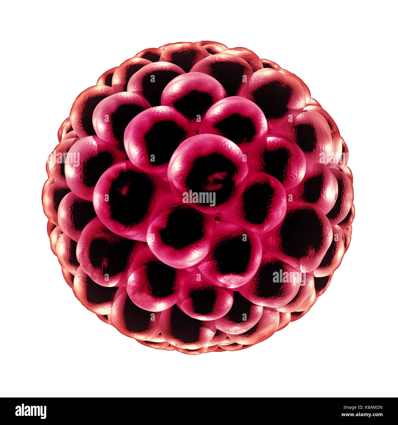 Blastozyste Düngung medizinisches Konzept als reproduktive Zellteilung Symbol in der Fortpflanzung als Anatomie Fruchtbarkeit Symbol in einer 3D-Darstellung. Stockfoto