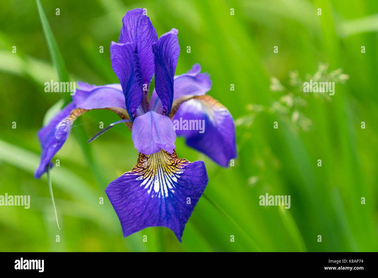 Lila bärtigen Iris, Jamestown, Rhode Island Stockfoto