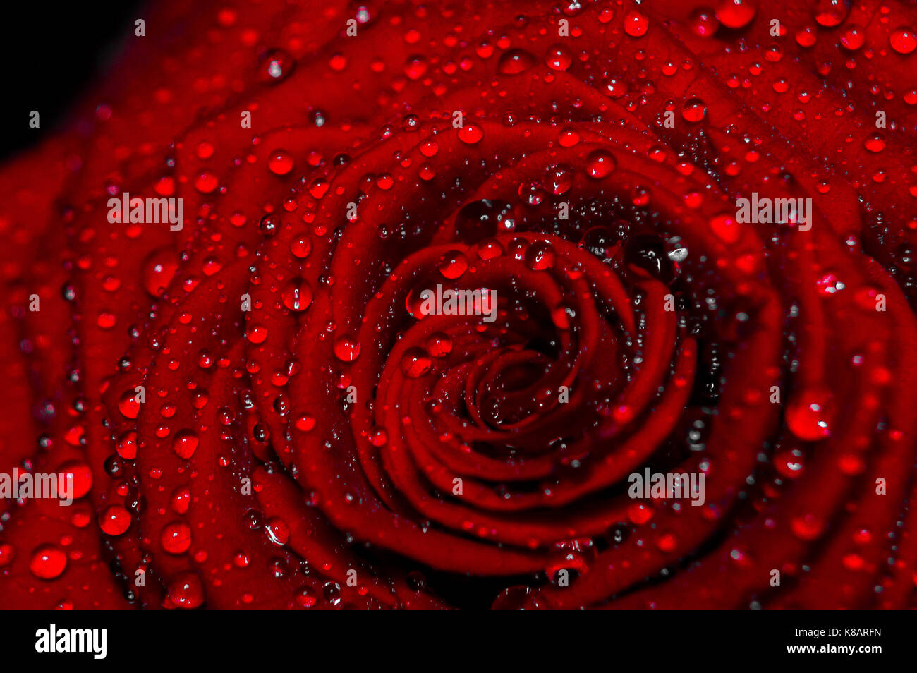 Rose Nahaufnahme mit Wassertropfen Stockfoto