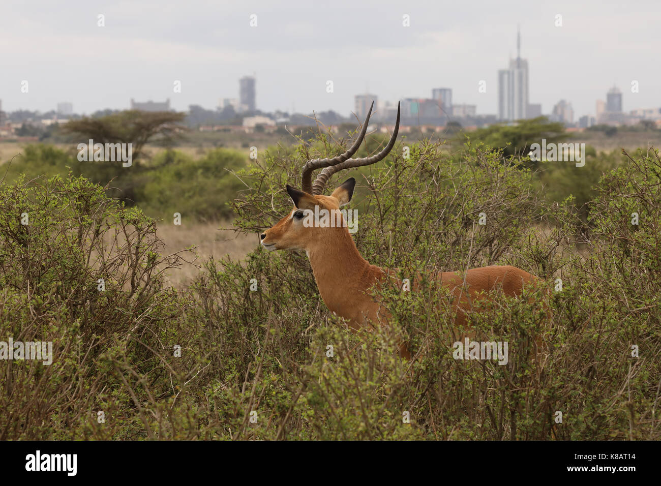 Impala, Aepyceros melampus, männlich, Nairobi National Park, Nairobi City im Hintergrund Stockfoto