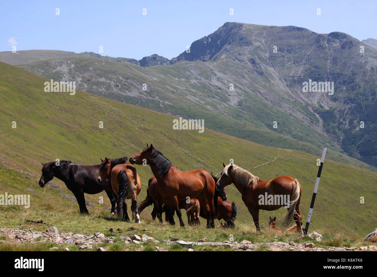 Herde von Pferden in der Parang Berge, Südkarpaten, Rumänien Stockfoto