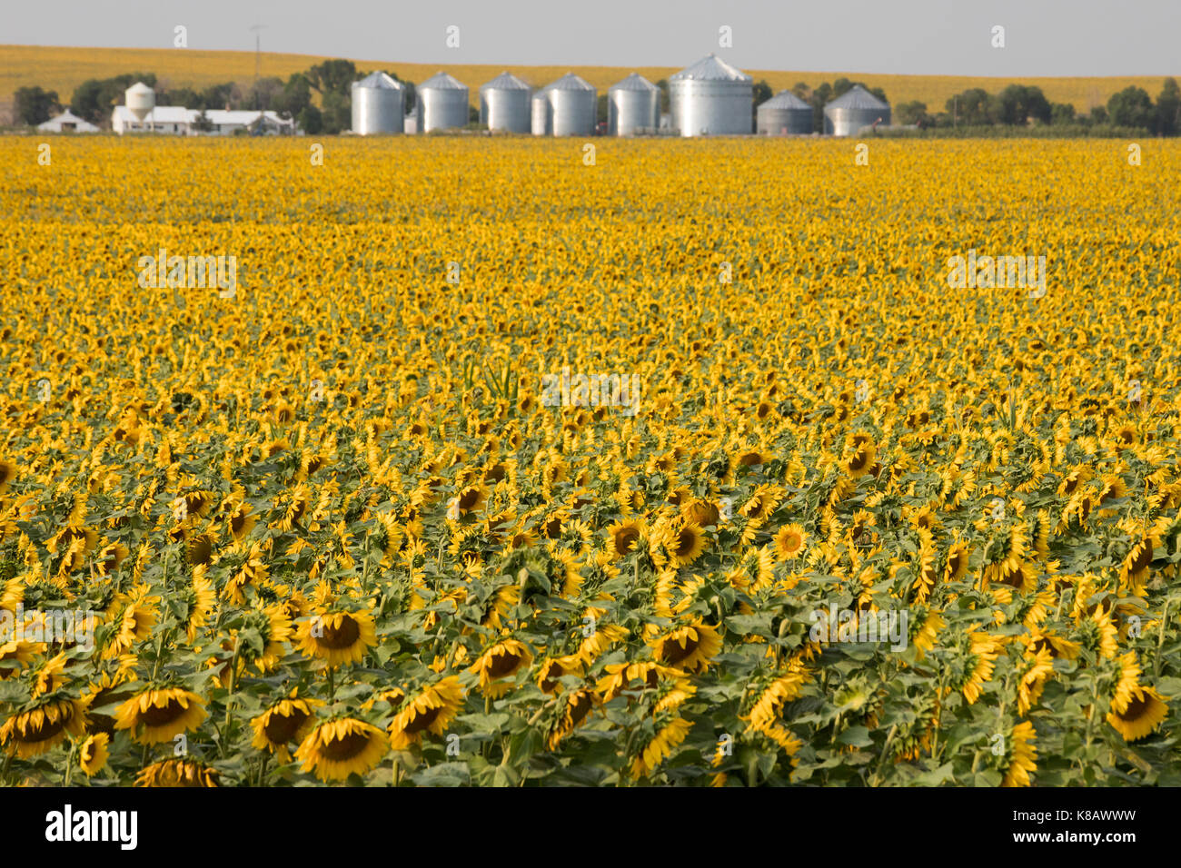 Pine Ridge, South Dakota - Sonnenblumen wachsen auf einem Bauernhof auf der Pine Ridge Indian Reservation. Stockfoto
