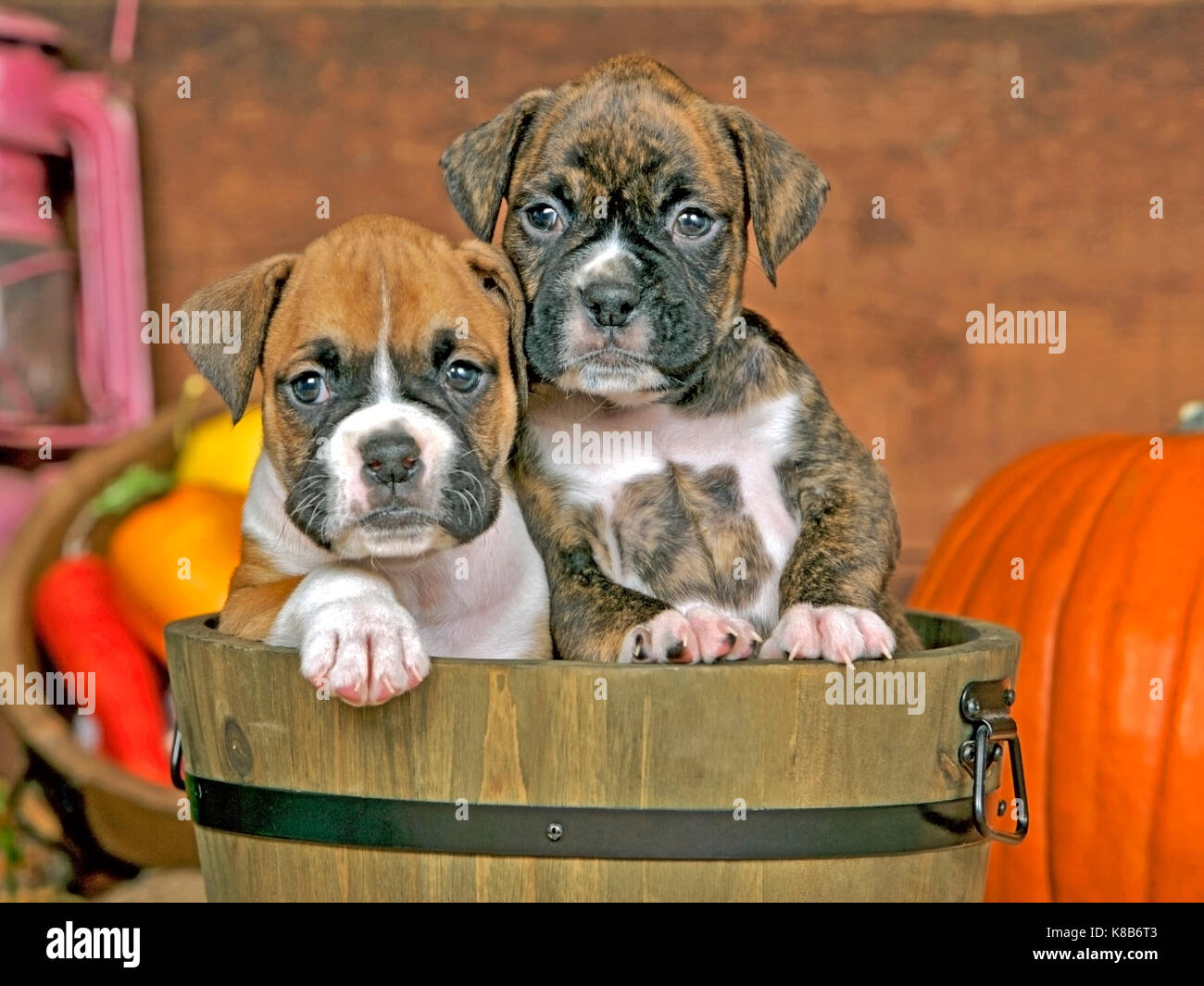 Zwei Boxer Welpen sitzen zusammen in hölzernen Löffel Stockfoto