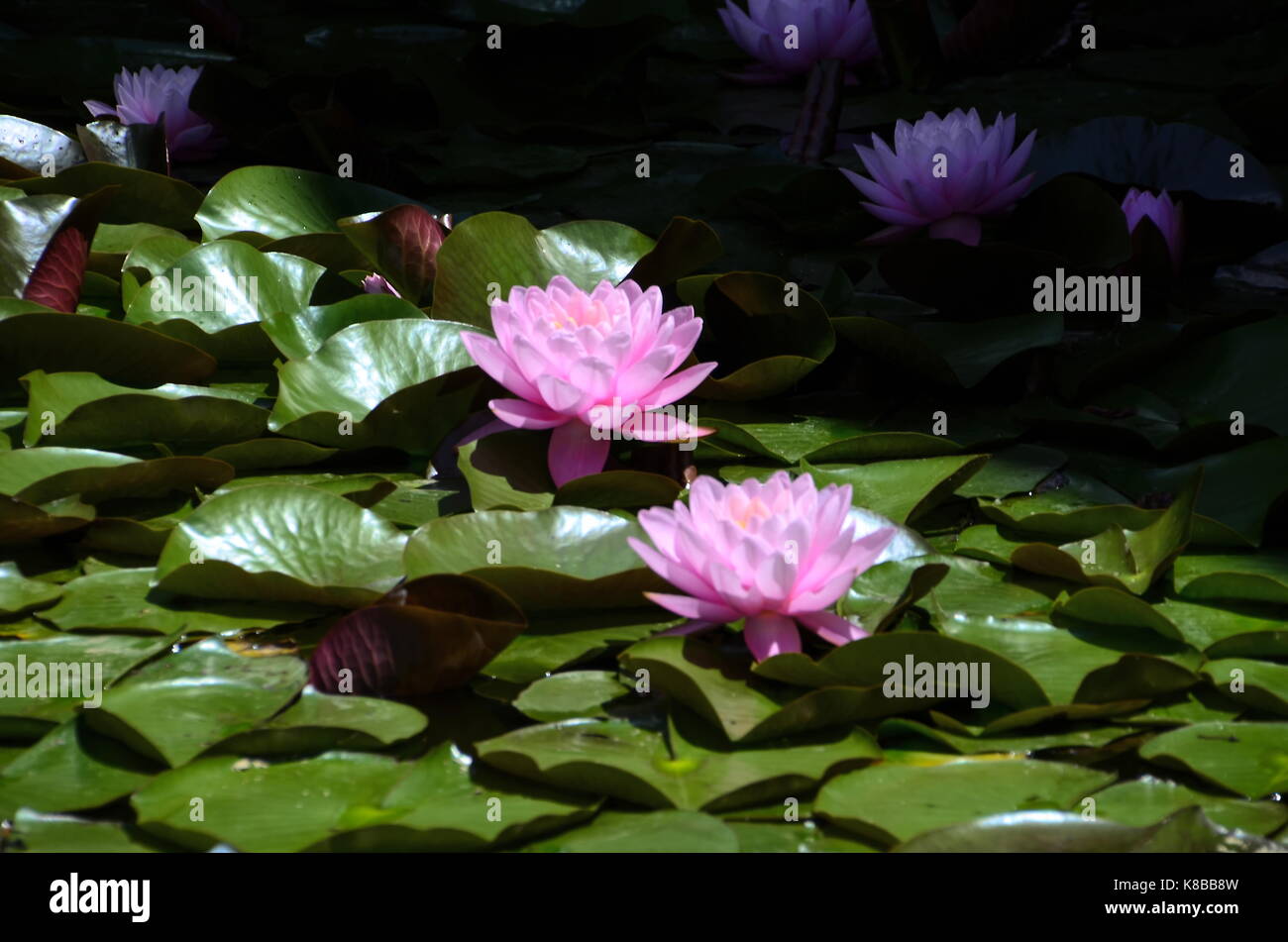 Lily Pads Stockfoto