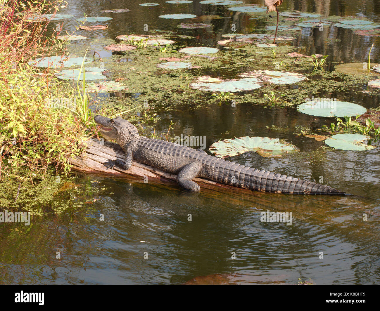 Ein Krokodil in See Martin, Louisiana. Stockfoto