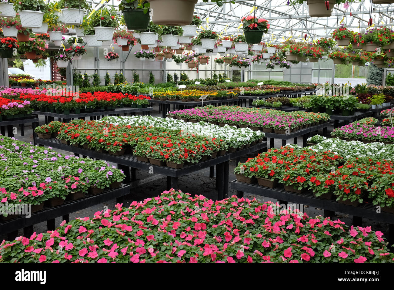Hängende Körbe und Wohnungen der jährlichen Blumen für den Verkauf im Einzelhandel Gewächshaus und Garten Center in New York. Stockfoto