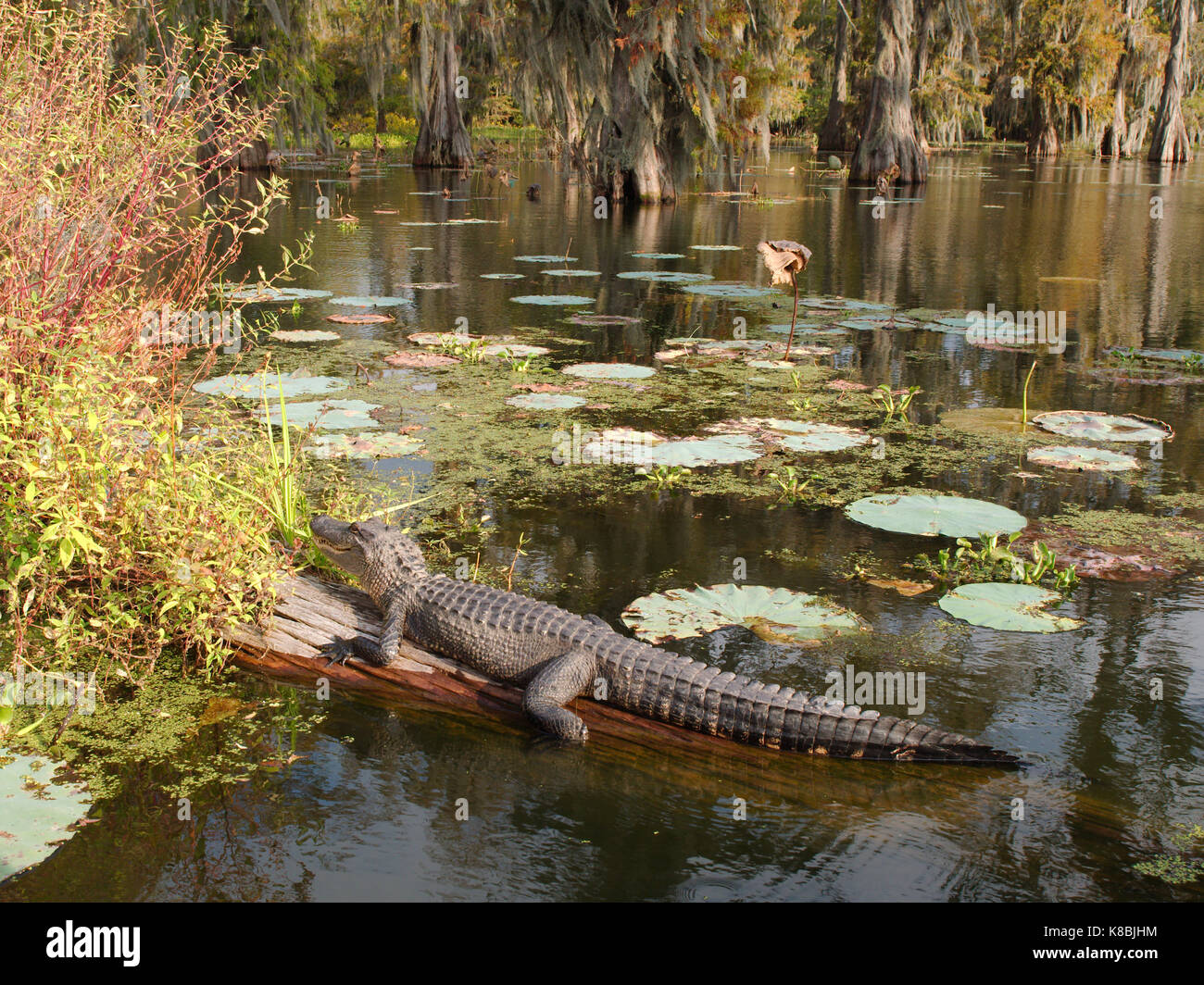 Ein Krokodil in See Martin, Louisiana. Stockfoto