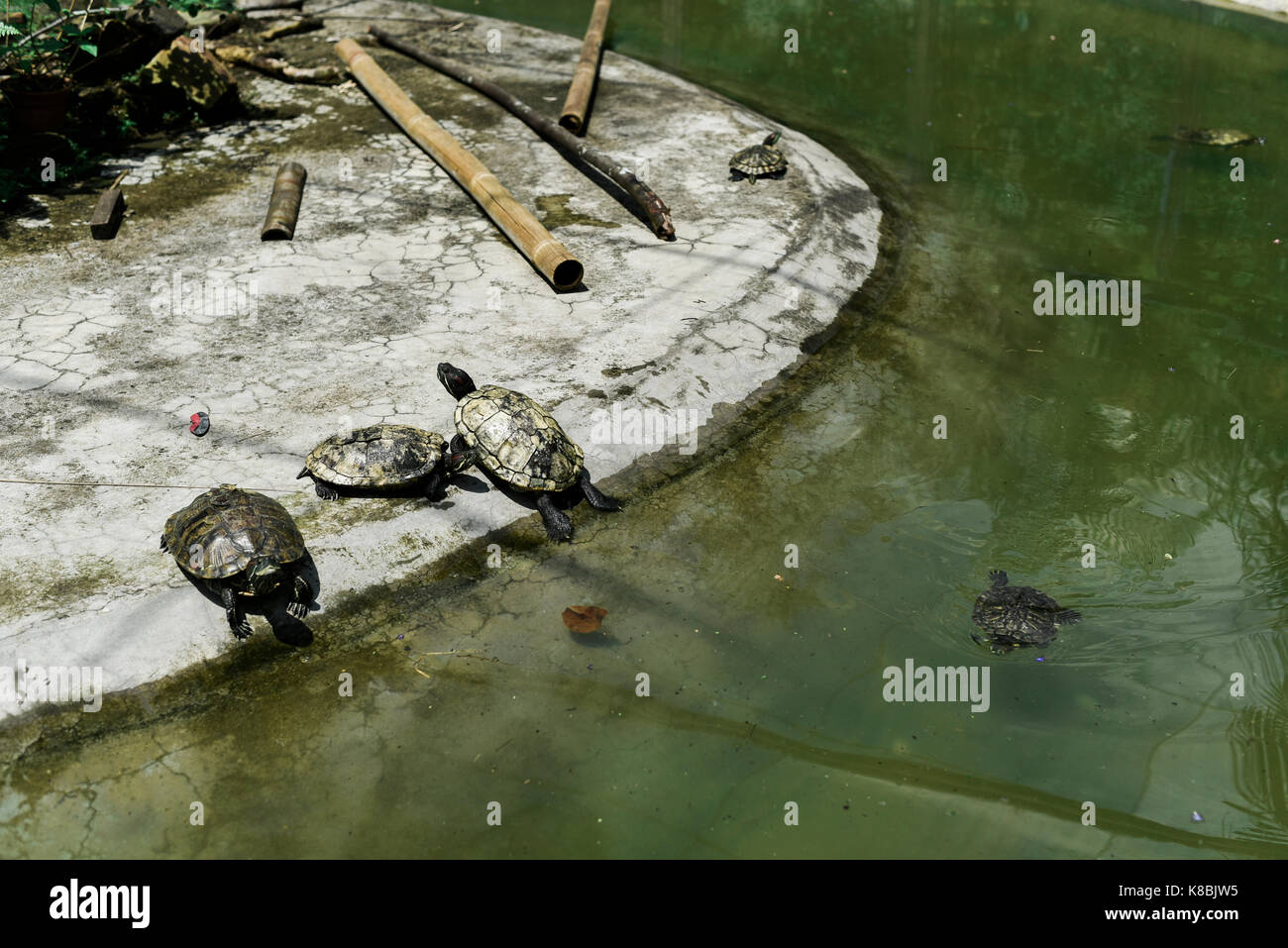 Foto von einem Tier namens Tortoise/Schildkröte Stockfoto