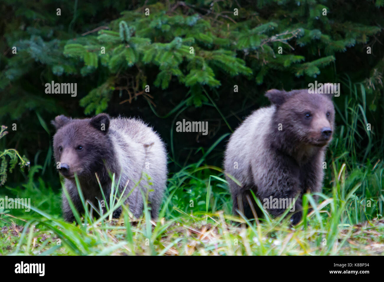 Die jungen des Jahres Küsten Braunbären Lachse in der gesunden Ökosystem von tongass National Forest Southeast Alaska Stockfoto