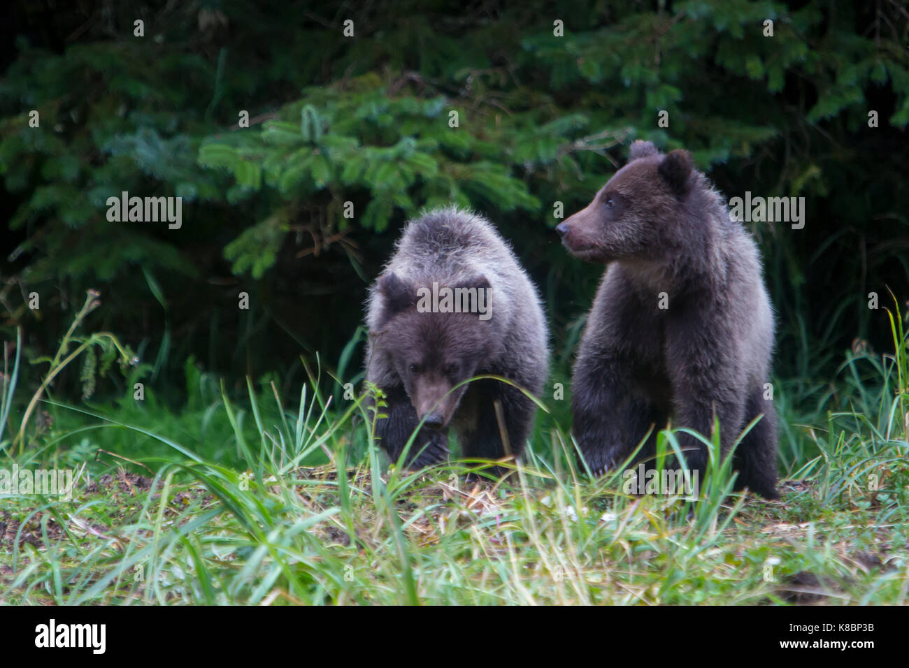 Die jungen des Jahres Küsten Braunbären Lachse in der gesunden Ökosystem von tongass National Forest Southeast Alaska Stockfoto