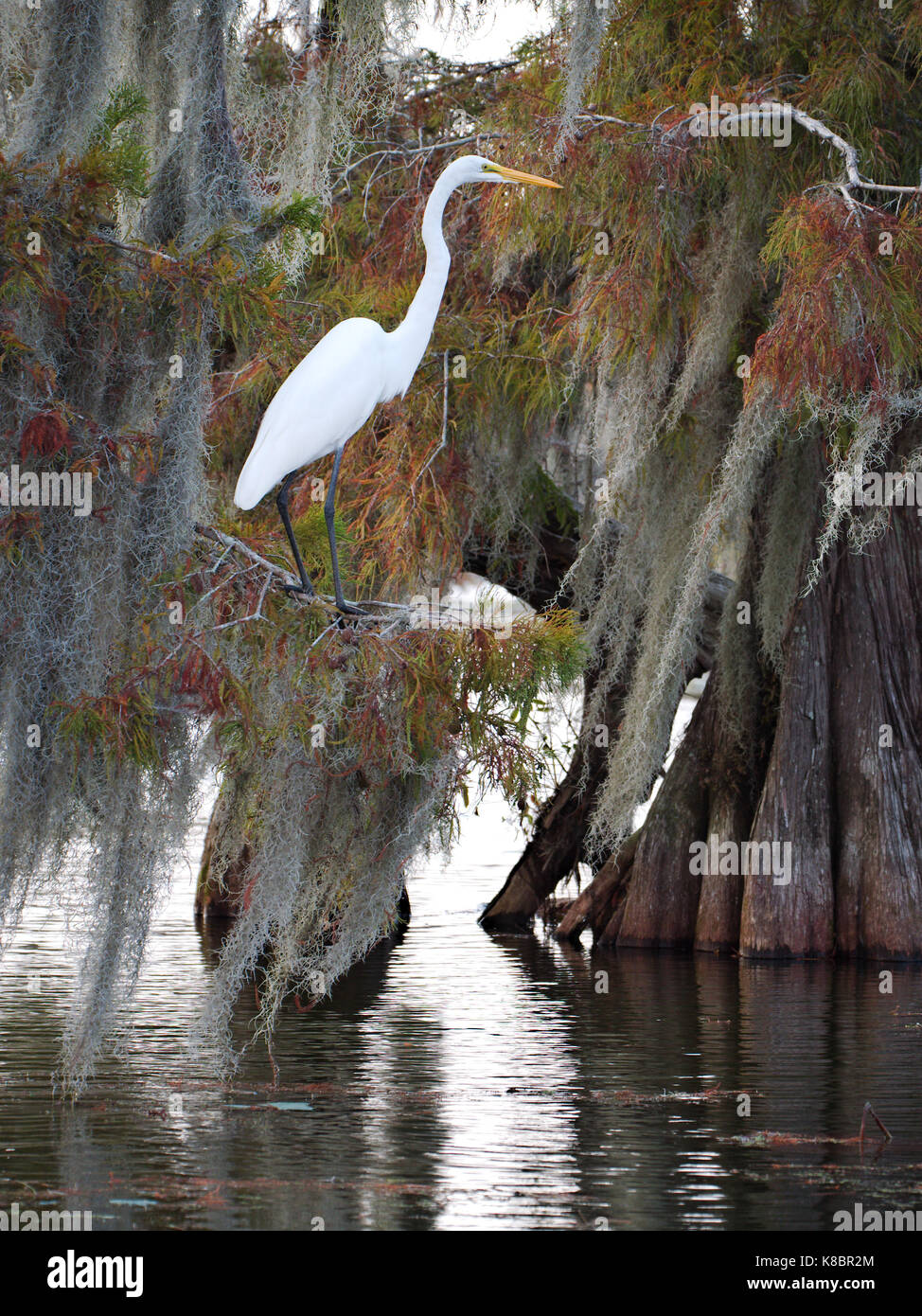 Silberreiher im See Martin, Louisiana. Stockfoto