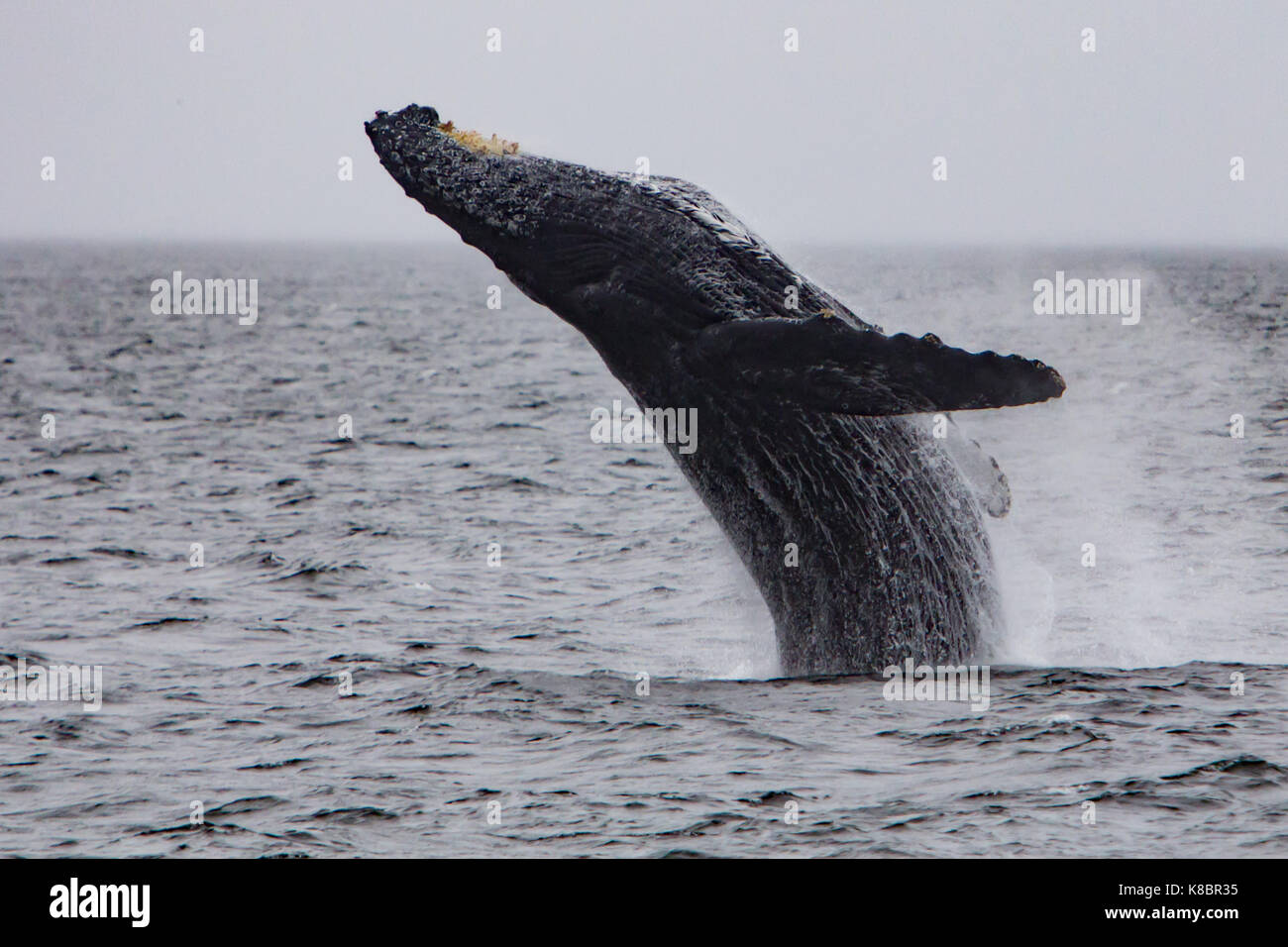 Ein Verstoß gegen Buckelwal in Southeast Alaska Stockfoto