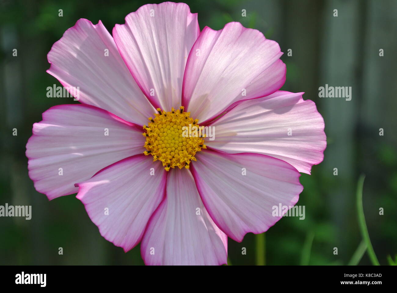 Cosmos Sommerblume Stockfoto