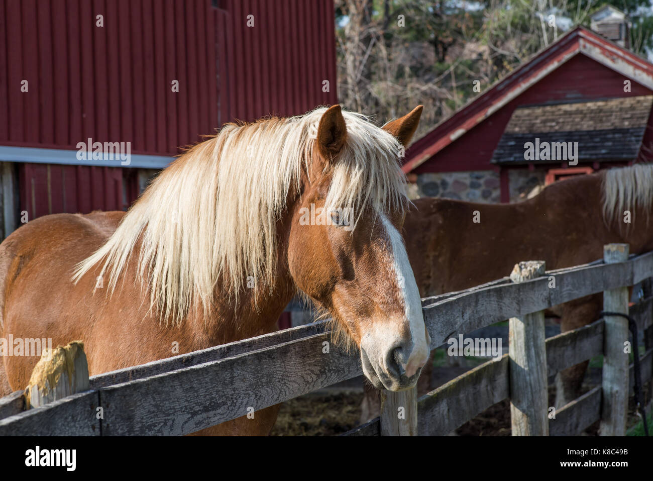 Porträt eines braunen Pferdes Stockfoto