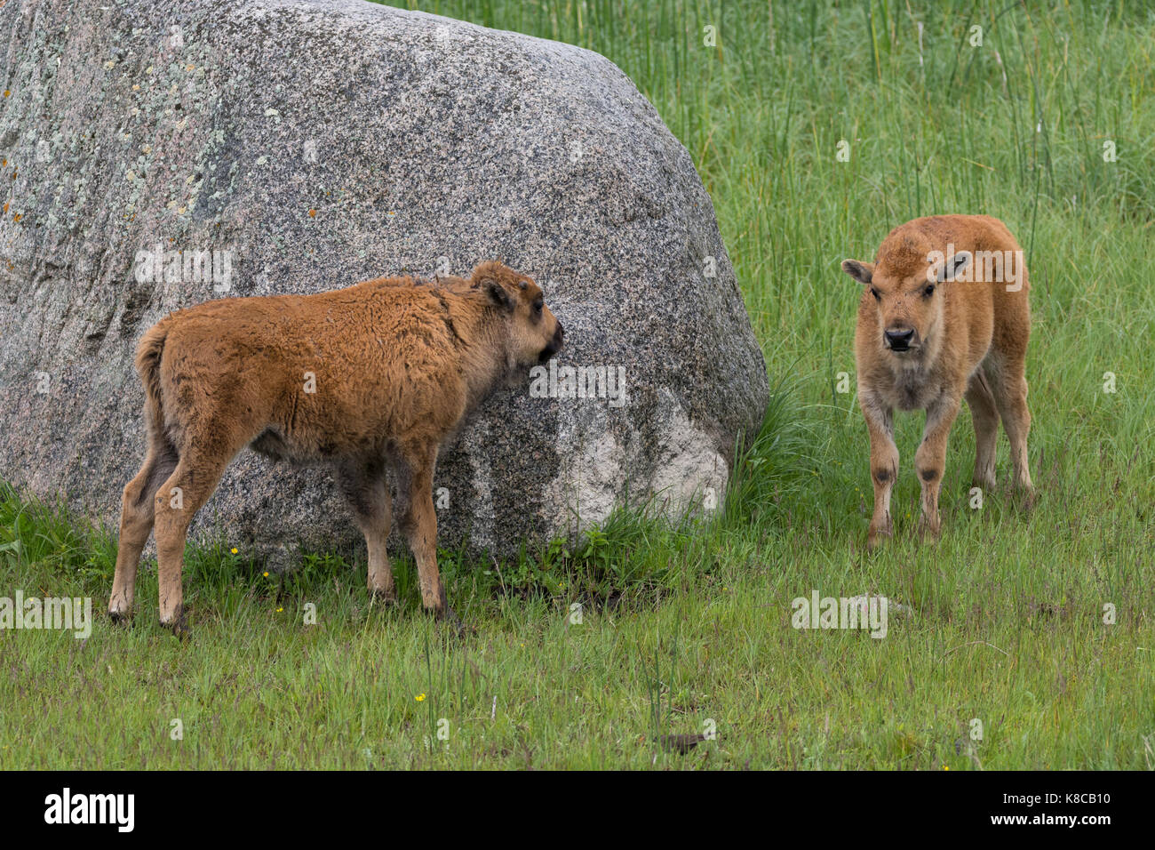 Zwei bison Kälber, die zum Spielen und verstecken sich hinter einem Boulder suchen angezeigt. Stockfoto