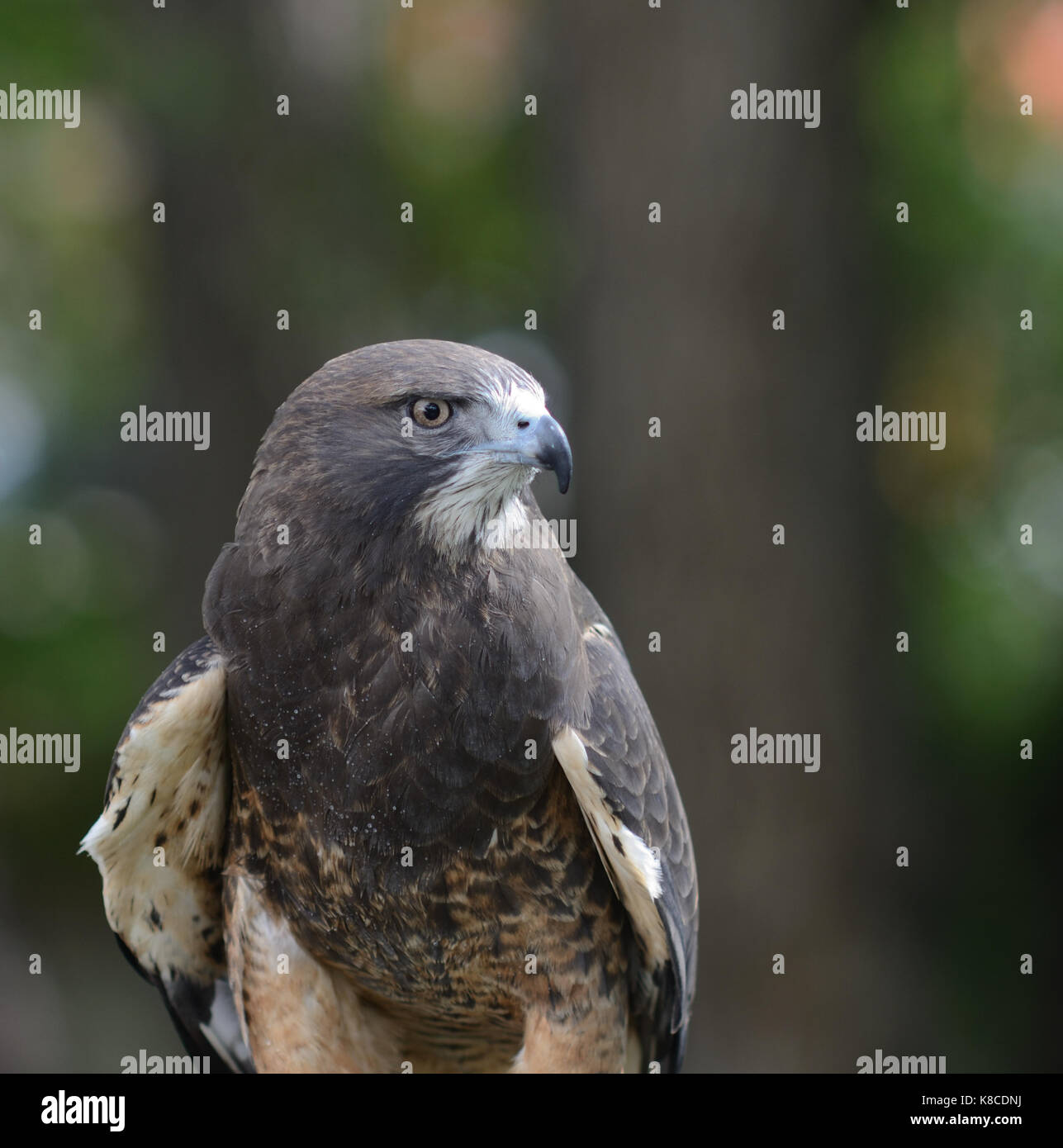 Die Hawk War beim Rocky Mountain Raptor Programm stand während der Boulder Creek Festival ich Boulder, CO Stockfoto