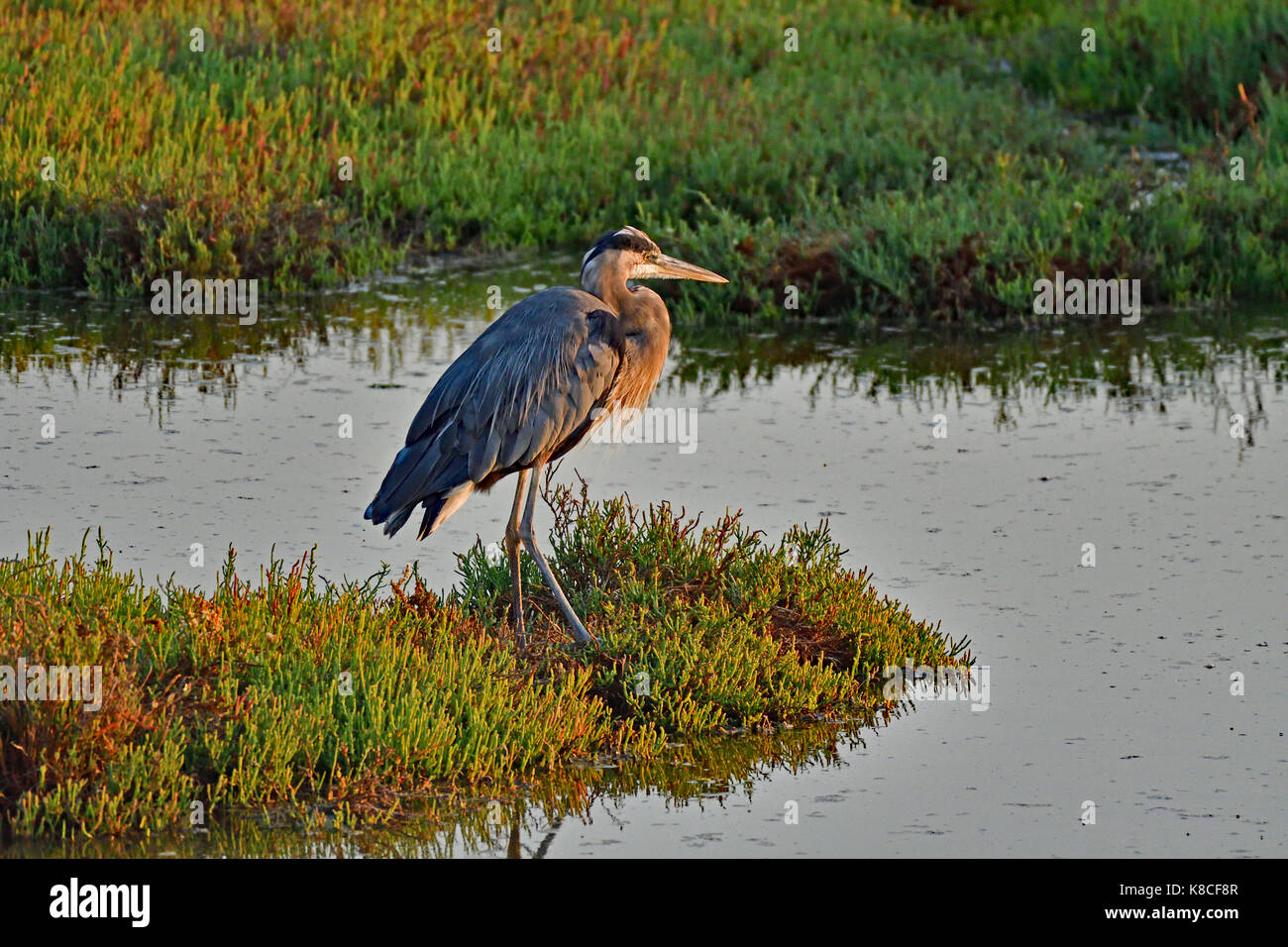 Great Blue Heron Stockfoto