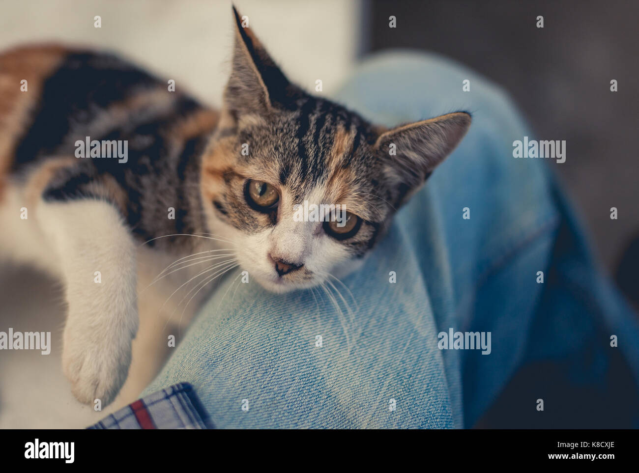 Die Freundschaft der Calico schildpatt Kätzchen Stockfoto
