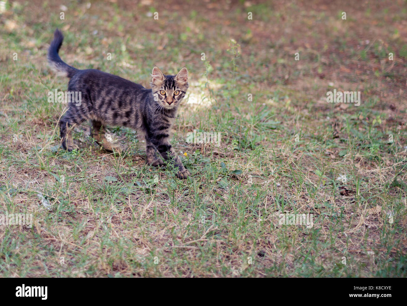 Braun Tabby Katze im Garten Stockfoto