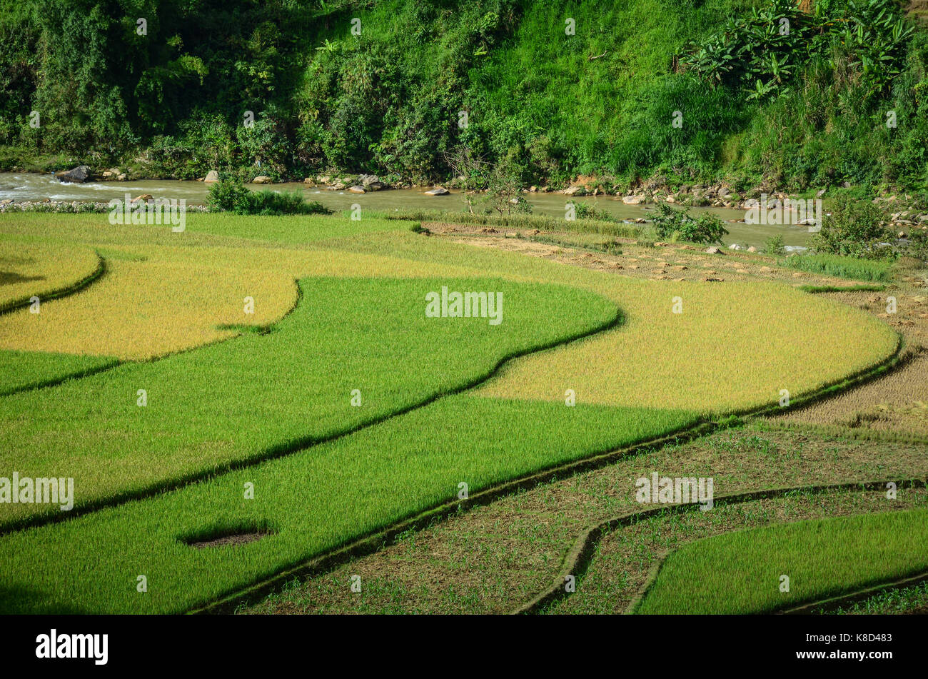 Landschaft von terrassierten Reisfeldern in Newcastle Township, Northern Vietnam. Sapa ist eine der beliebtesten Touristenattraktionen in Vietnam. Stockfoto