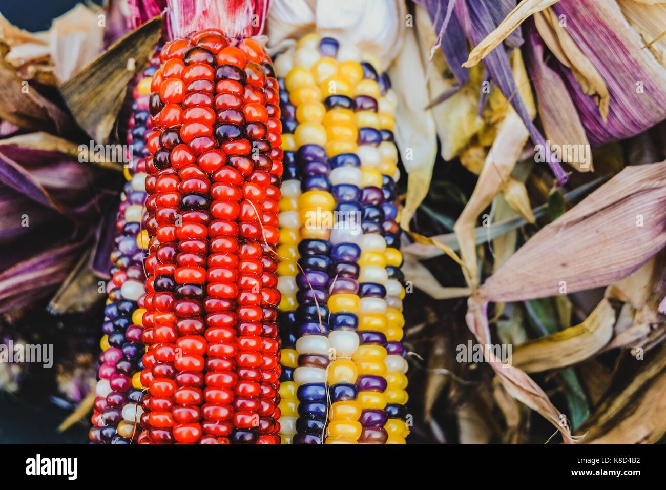 Bunte indische Mais mit einem frischen Markt Stockfoto