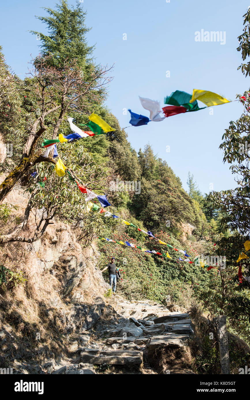 Triund Hill Track, Dharamshala, Indien Stockfoto