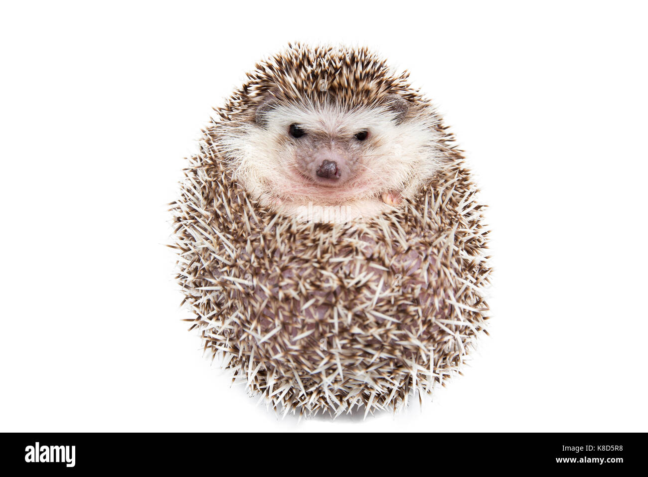 Hedgehog isoliert auf den weißen Hintergrund. Stockfoto