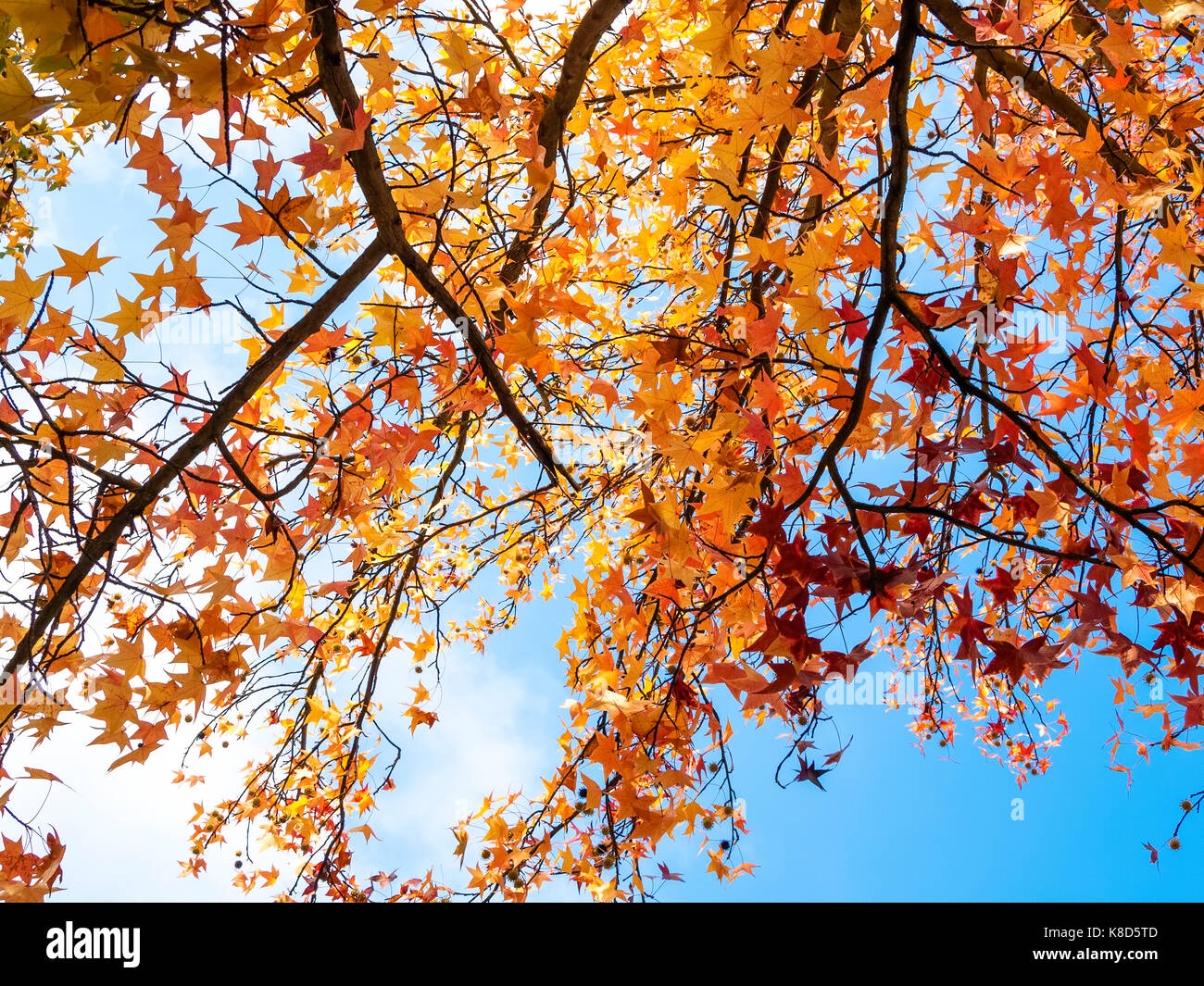 Blätter fallen vom baum -Fotos und -Bildmaterial in hoher Auflösung – Alamy