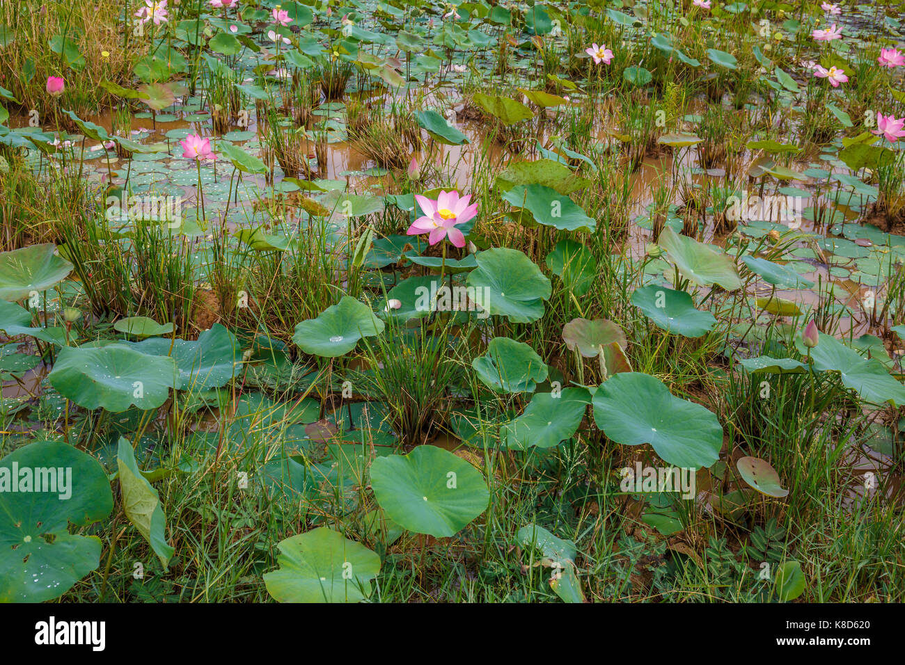 Schöner Frühling Lotus Blumen und Blätter in einer ruhigen natürlichen tropischen Outdoor See in asiatischen Umfeld. Stockfoto