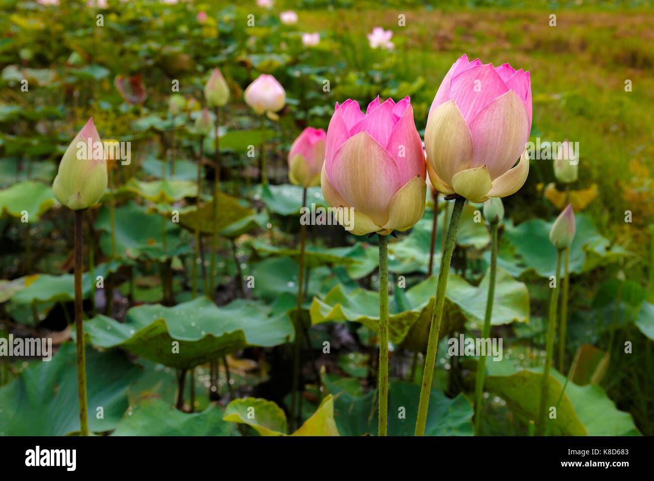 Twin Lotus Blumen hell Blüte in einer ruhigen und friedlichen natürlichen tropischen Teich im Frühling in Asien. Stockfoto