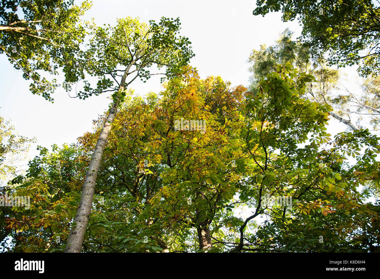 Frühe Anzeichen von Herbst in die Baumkronen. Stockfoto