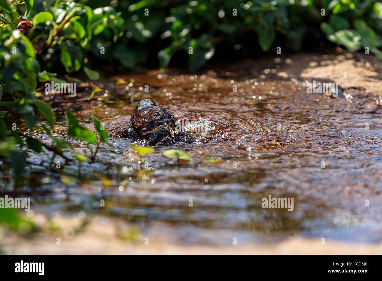 Wasser gießen von oben durch das Loch im Fels mit Gebüsch im Hintergrund. Stockfoto