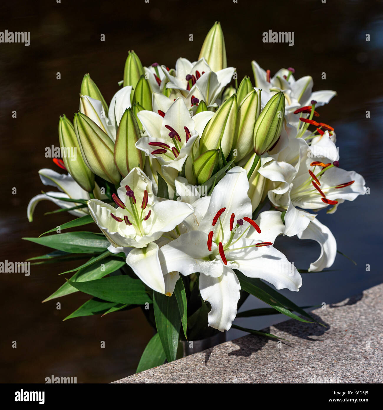 Wunderschöner Strauß mit weißen Madonna Lilie (Lilium Candidum) mit Wasser als Hintergrund. Stockfoto